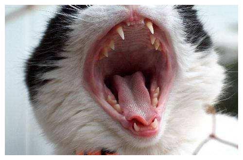 猫的嘴巴像什么,大熊猫的嘴巴像什么,猫咪的嘴巴可以怎么形容？
