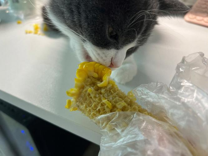 猫为什么喜欢吃玉米,猫为什么喜欢吃玉米粒,猫为什么喜欢吃玉米？