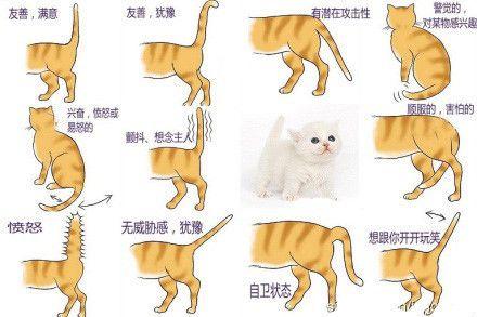 猫咪各种姿势表示,猫咪各种姿势表示图片,形容猫走路姿势的词语？