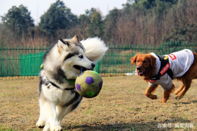 狗最喜欢玩什么,狗最喜欢玩什么游戏,狗最喜欢玩什么
