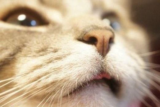 猫咪总是吐舌头,猫咪总是吐舌头是怎么回事,猫张嘴吐舌头是什么意思？