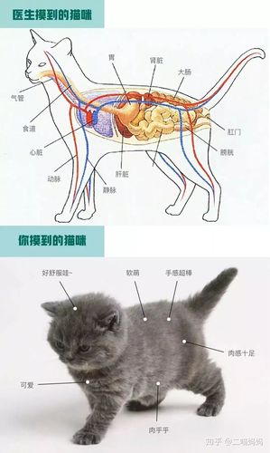 猫咪膀胱的位置图片,猫咪膀胱位置图解,猫的膀胱在什么位置？