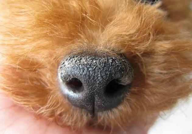小狗鼻子像什么,小狗鼻子像什么比喻句,小狗的鼻子怎么形容？