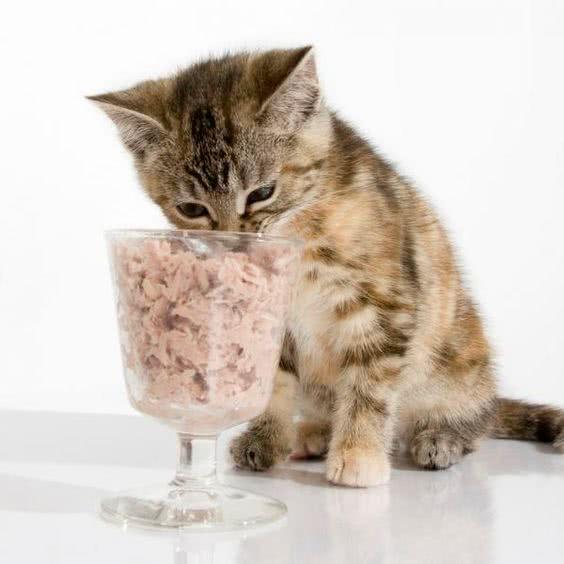 猫为什么不能吃盐,猫为什么不能吃盐的东西,猫为什么不吃盐？