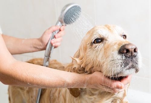 狗狗什么时候可以洗澡,幼崽狗狗什么时候可以洗澡,狗狗怀孕什么时候能洗澡？