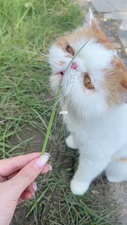 猫喜欢吃什么草,猫喜欢吃什么草排毛,加菲猫喜欢吃什么草？