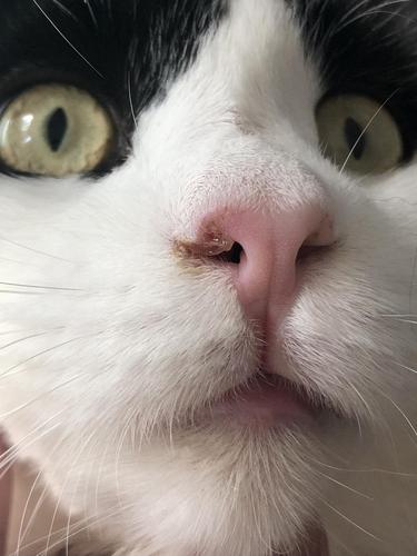 猫咪慢性鼻炎,猫咪慢性鼻炎能治好吗,拍猫咪的鼻子会怎么样？