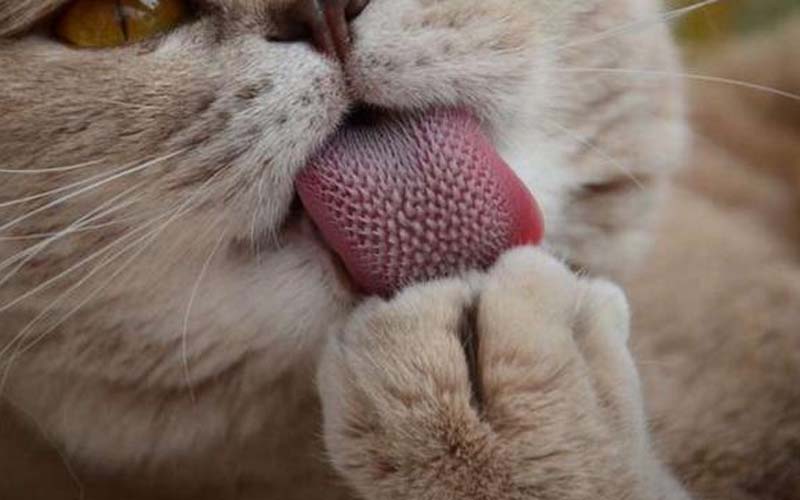 猫咪舌头倒刺,猫咪舌头倒刺舔人疼,为什么猫的舌头上有许多刺？