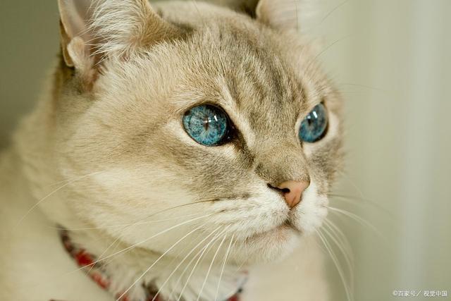 猫咪瞳孔变化,猫咪瞳孔变化与情绪,猫咪的瞳孔为什么会有变化？