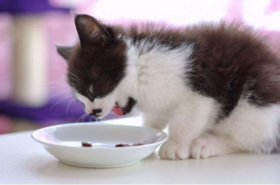 刚断奶的小猫吃什么,刚断奶的小猫吃什么食物,断奶的猫咪怎么喂？