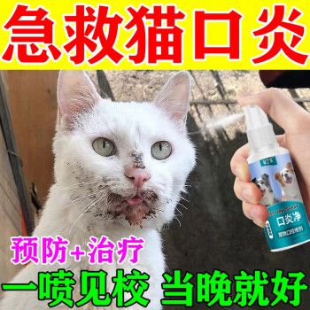 猫咪口炎图片,猫咪口炎图片 初期,猫猫流口水可能是口炎到底吃什么药啊？