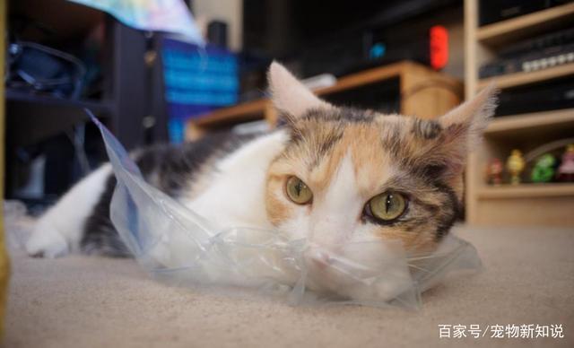 猫咪误食塑料,猫咪误食塑料条怎么办,小猫吃了塑料能自己排出来吗？