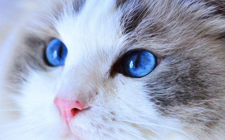 猫咪眼睛蓝色,猫咪眼睛蓝色是什么品种,猫咪的眼睛怎么能变蓝？