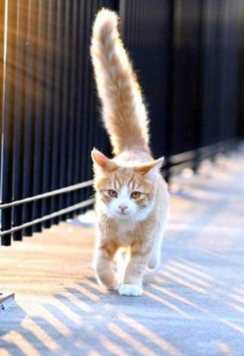 猫咪竖着尾巴,猫咪竖着尾巴走路是什么意思,猫竖着尾巴什么意思？