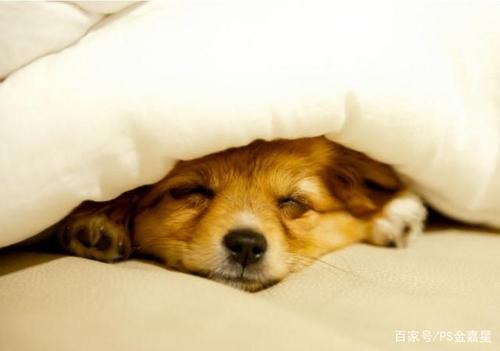 小狗什么时候睡觉,小狗什么时候睡觉,什么时候醒?,狗是白天睡觉还晚上睡觉？