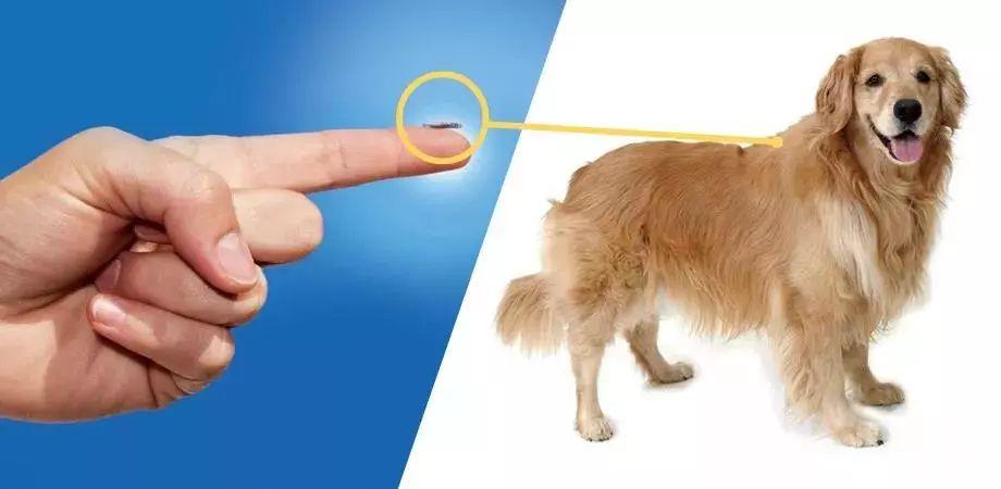 狗芯片有什么用,狗芯片有什么用能定位吗,宠物狗的芯片是什么？有的狗有芯片，听人说只？