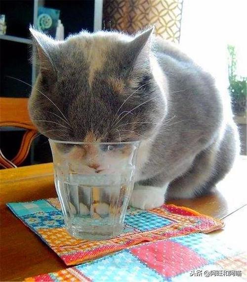 猫吃什么能死,猫吃什么能死的快,猫不喝水几天不会死？