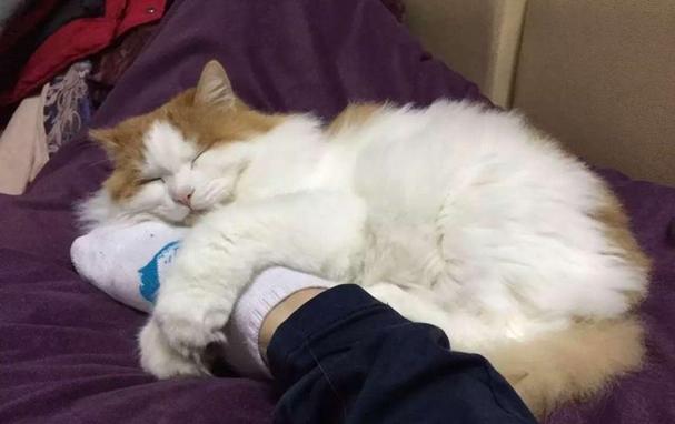 猫咪在腿上睡觉,猫咪在腿上睡觉是把人当什么了,为什么猫要到主人的“腿上”睡觉？
