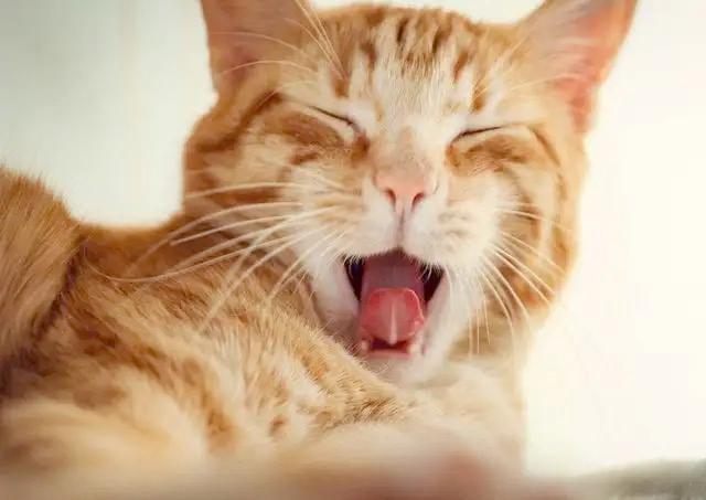 猫打呼噜是什么意思,摸猫时猫打呼噜是什么意思,猫咪发出嗡嗡嗡的声音是什么意思？