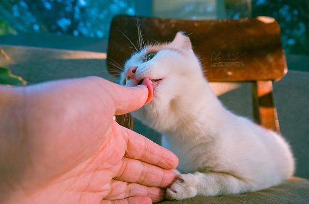 猫咪舔人鼻子,猫咪舔人鼻子是什么意思,为什么猫咪总是一直舔其他猫咪的脸？