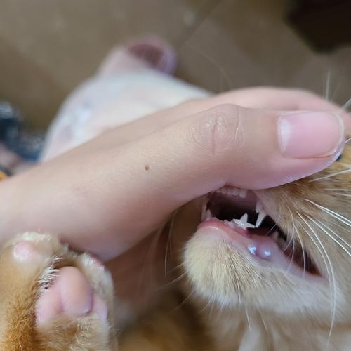 猫咪会掉牙吗,4个月猫咪会掉牙吗,猫会掉牙吗？
