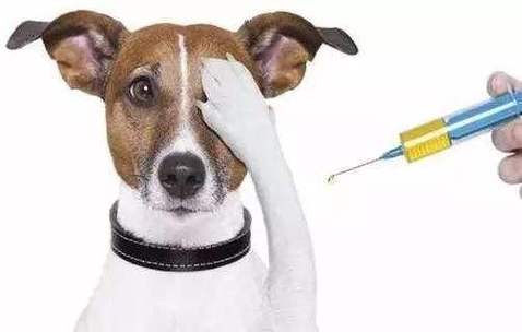 狗狗狂犬什么时候打,狗狗狂犬什么时候打最好,被狗咬伤，狂犬疫苗一定要在24小时之内打？