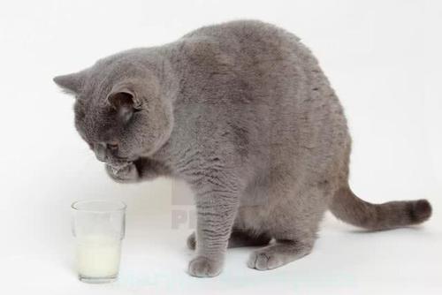 猫为什么不能喝牛奶,猫为什么不能喝牛奶但羊奶可以,猫可不可以喝牛奶？