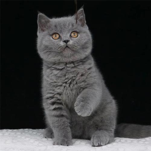 英短为什么叫蓝猫,英短为什么叫蓝猫不是灰的吗,英短蓝白猫叫声为什么很小？