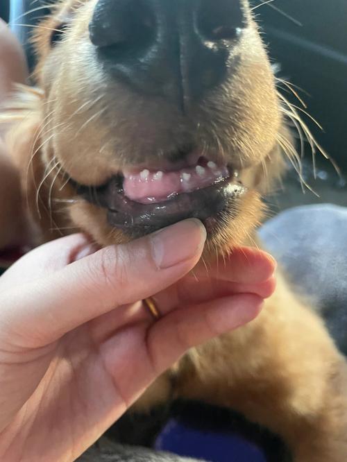 幼犬什么时候换牙,金毛幼犬什么时候换牙,狗狗几个月开始换牙？