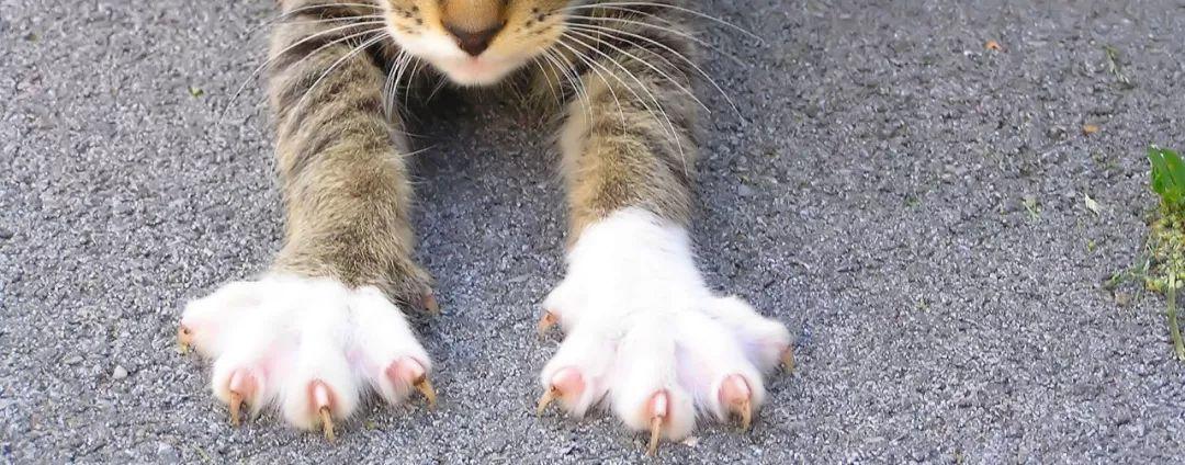 猫咪有几个脚趾,猫咪有几个脚趾头啊,猫有几只脚？