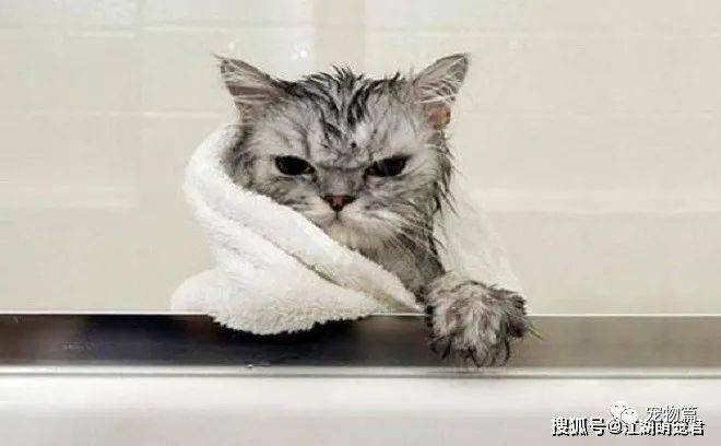 猫咪不爱洗澡,猫咪不爱洗澡怎么办,猫咪不洗澡会怎样？