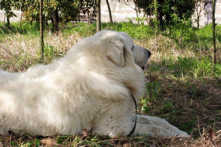 大白熊是什么狗,大白熊是什么狗品种,白色毛的大狗是什么狗？