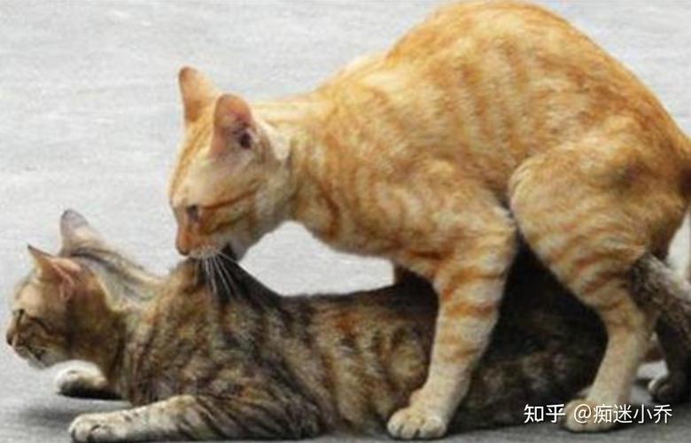 猫咪互相咬脖子,猫咪互相咬脖子是在玩还是打架,公猫总是咬母猫脖子，怎么办？