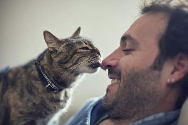 猫咪舔主人鼻子,猫咪舔主人鼻子是什么意思,为什么猫猫总舔我的鼻子耳朵嘴巴？