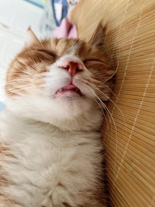 猫咪睡觉咬舌头,猫咪睡觉咬舌头是为什么,小猫一直咬舌头？