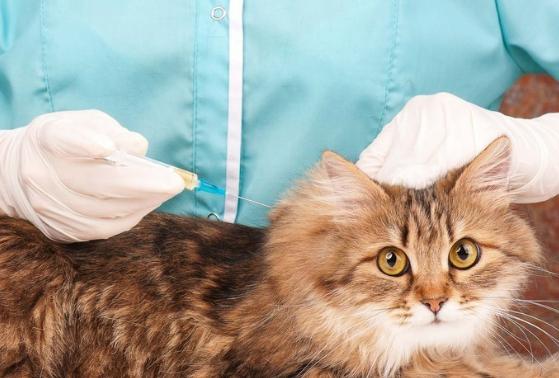养猫要打什么针,养猫需要打什么针吗,猫疫苗一共打几针多少钱？