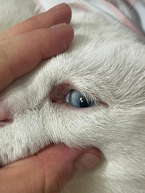 猫咪眼角有血,猫咪眼角有血色分泌物,猫咪眼角白色的地方很多血丝？