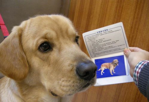 买狗狗需要注意什么,买狗狗需要注意什么证书,刚抱回家的两个月的小狗要注意什么？