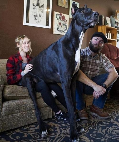 世界上最大的狗是什么,世界上最大的狗是什么狗,体型最大的肉狗有多大？