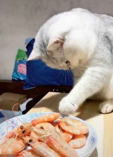 猫咪吃虾吗,猫猫吃虾吗,猫吃虾的好处和坏处？