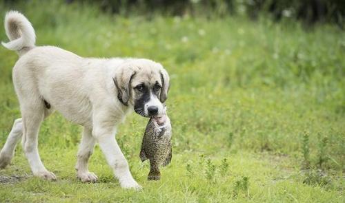 狗为什么不能吃鱼,狗为什么不能吃鱼骨头,为什么不能给狗吃鱼骨？
