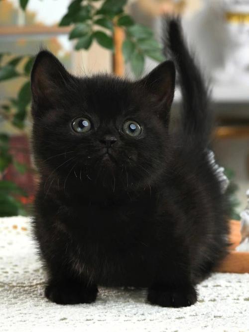 纯黑的猫是什么品种,纯黑的猫是什么品种图片,纯黑色的猫咪有哪些品种？