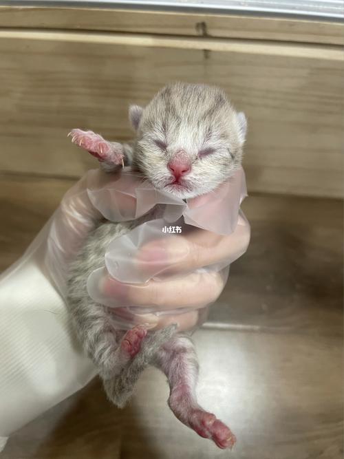 猫咪刚出生,猫咪刚出生多久会自己喝奶,刚出生几天的小猫咪怎么养？