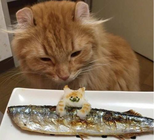 猫咪能吃带鱼吗,猫咪能吃带鱼吗煮熟的,带鱼怎么喂小猫？