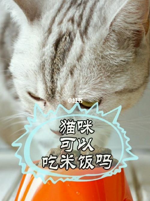 猫咪能吃米饭么,猫咪能吃米饭么吗,猫咪能吃米饭么？