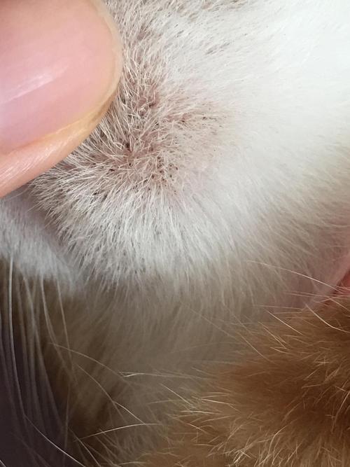 猫咪皮肤有黑点,猫咪皮肤有黑点掉毛,皇家沙特尔猫下巴上有好多像煤渣似的小黑点,是宠物毛囊炎吗?该如何去？
