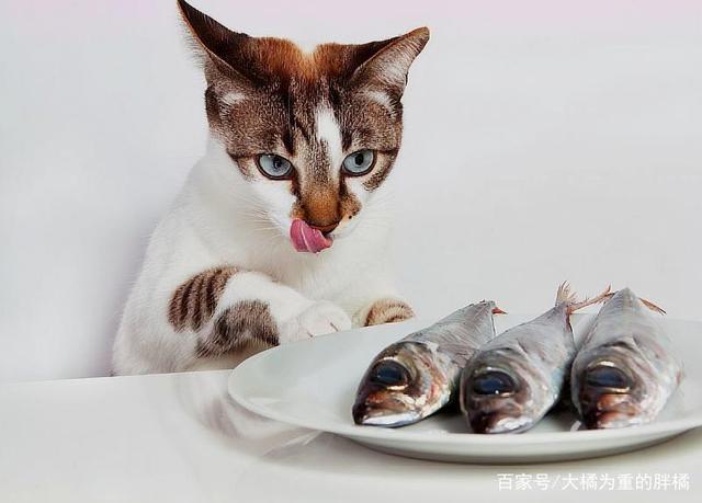 小猫不可以吃什么,小猫不可以吃什么食物,小猫可以吃死鱼吗？