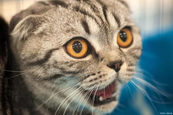 猫咪害怕的声音,猫咪害怕的声音播放,为什么有的猫咪听到大声音会害怕？