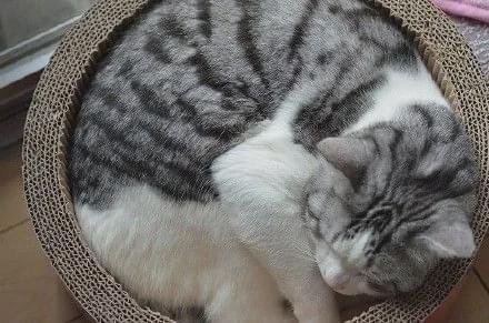 怎样让猫咪睡觉,怎样让猫咪睡觉不叫,如何让猫睡自己的窝？