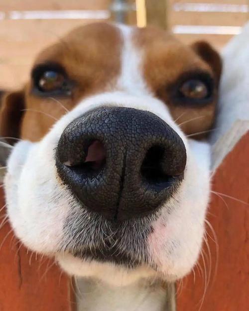 小狗的鼻子像什么,小狗的鼻子像什么比喻句,狗鼻子用什么词来表示？